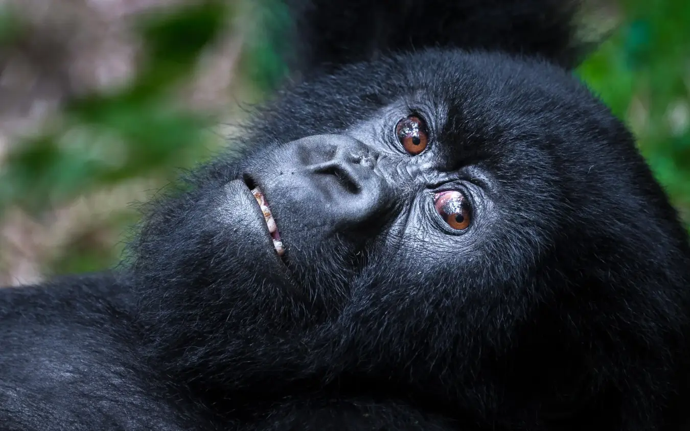 Black gorilla looking upward with expressive brown eyes, Bisate Lodge, Volcanoes National Park, Rwanda