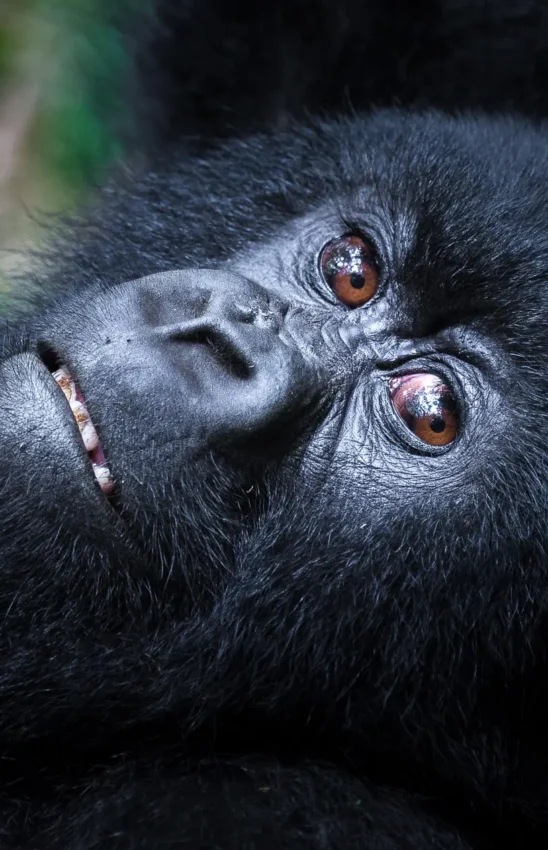 Black gorilla looking upward with expressive brown eyes, Bisate Lodge, Volcanoes National Park, Rwanda