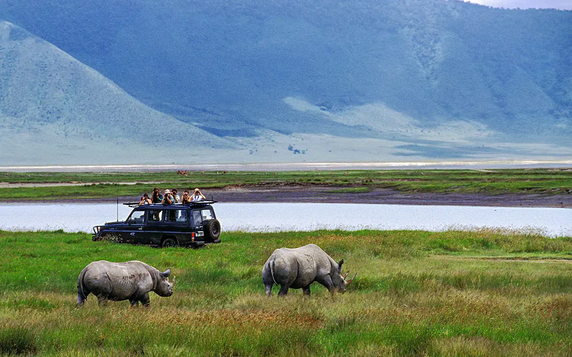 Safari vehicle with guests observing rhinoceroses in grassland
