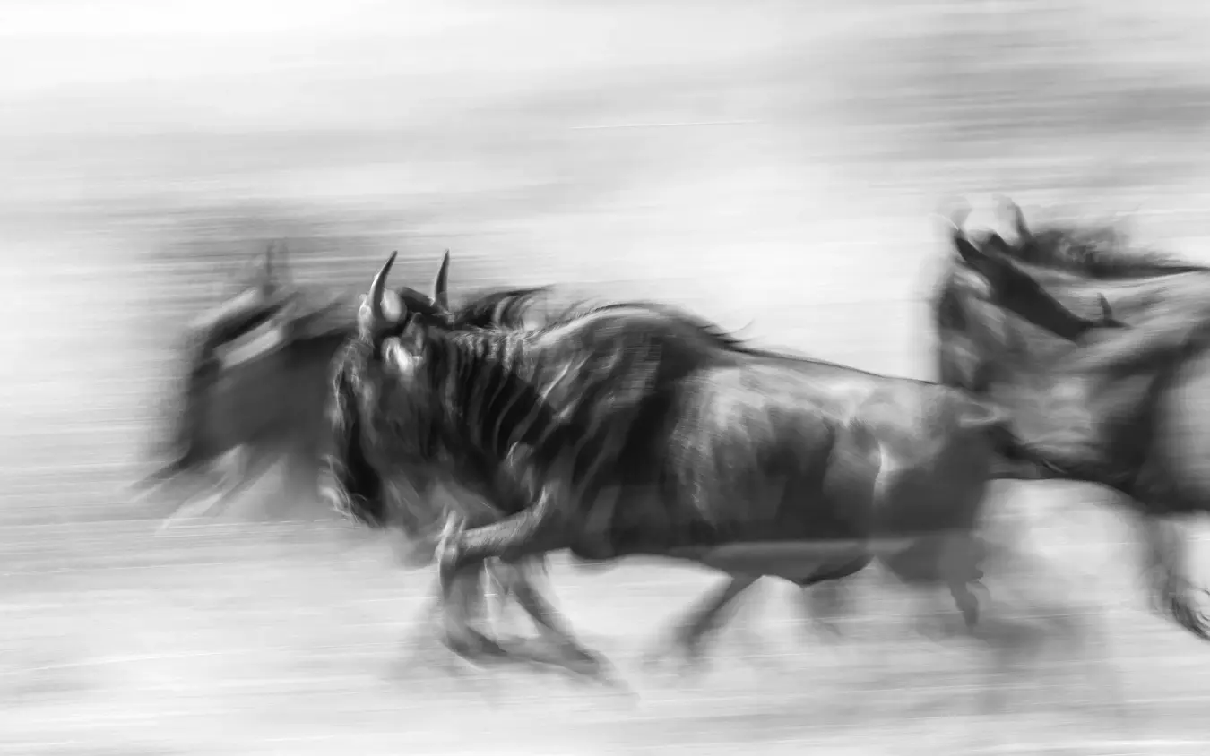 Wildebeest running at speed across open plain