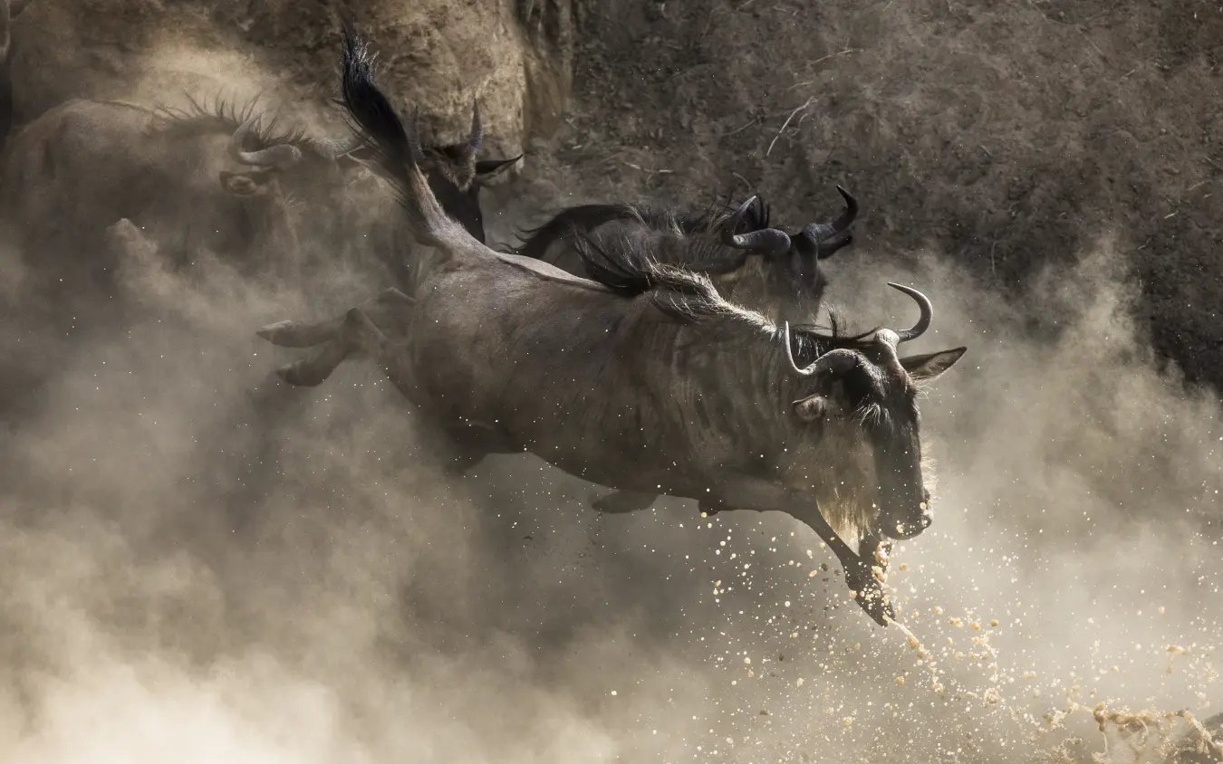 Wildebeest running through dust cloud in savanna