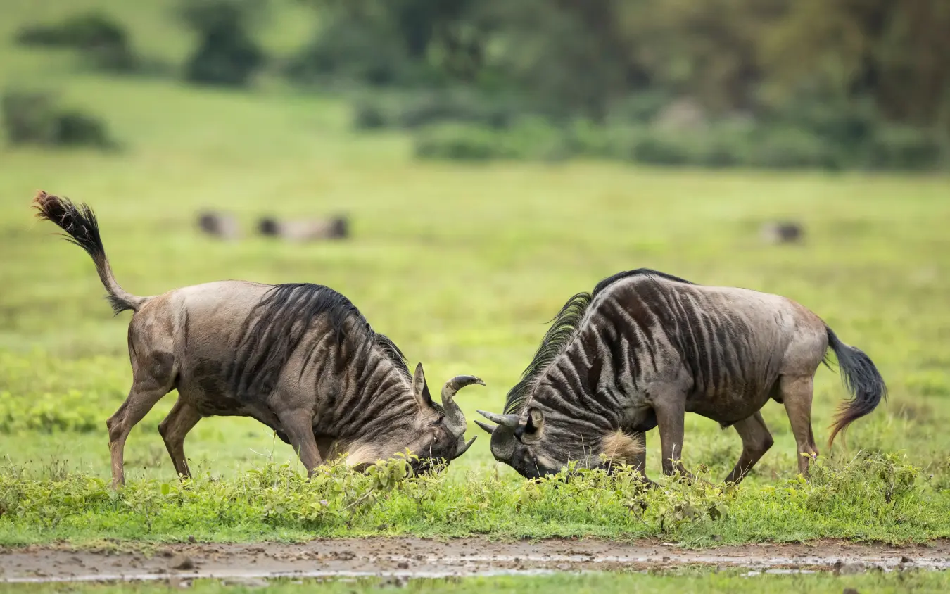 Two wildebeest engaging in sparring behavior on grassland