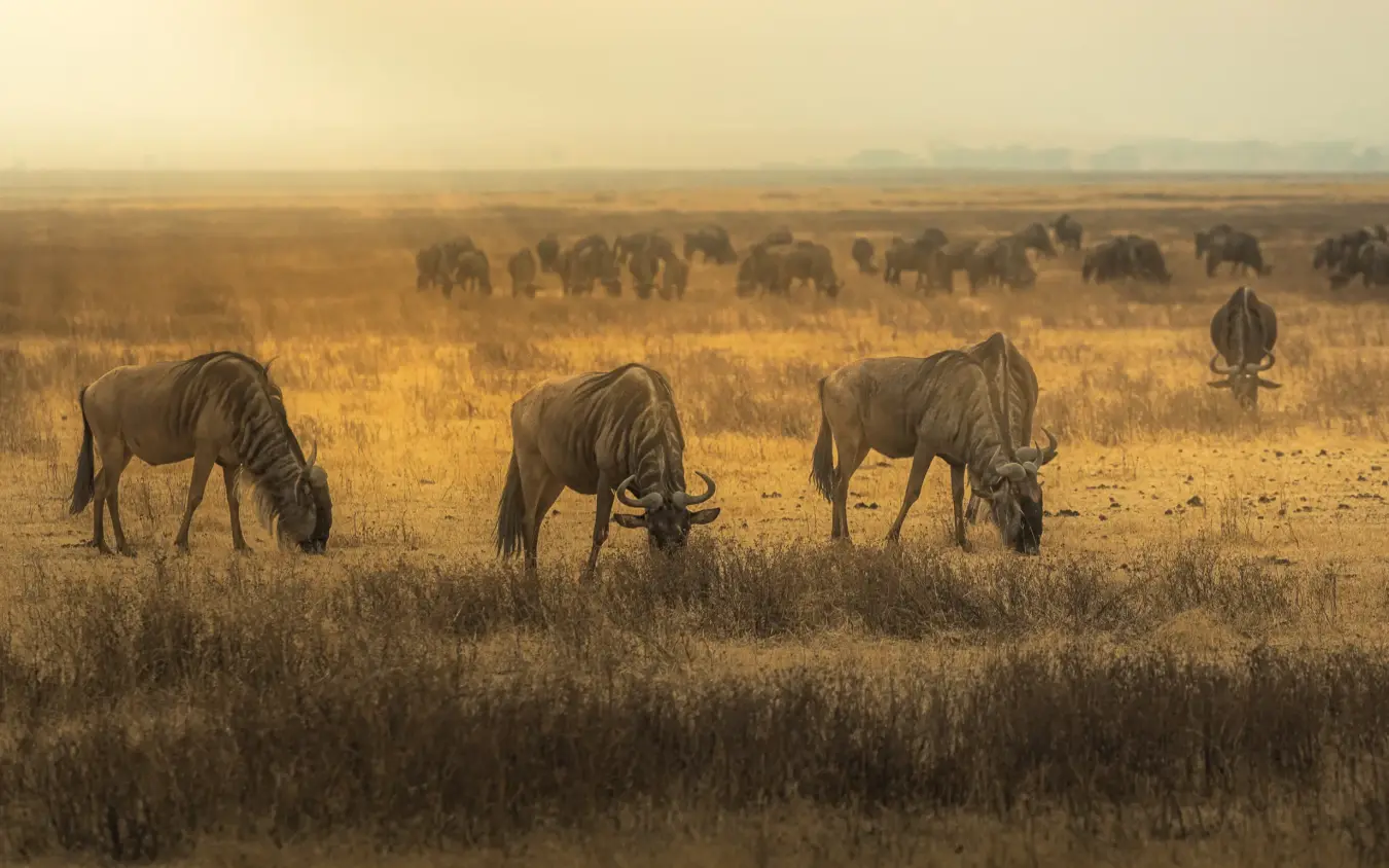 Herd of wildebeest grazing across golden savanna landscape