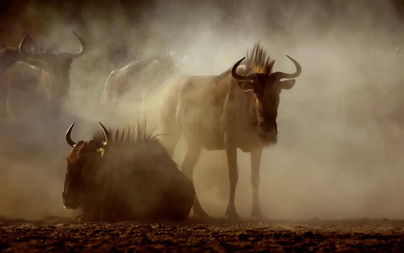 Wildebeest herd running through dust cloud