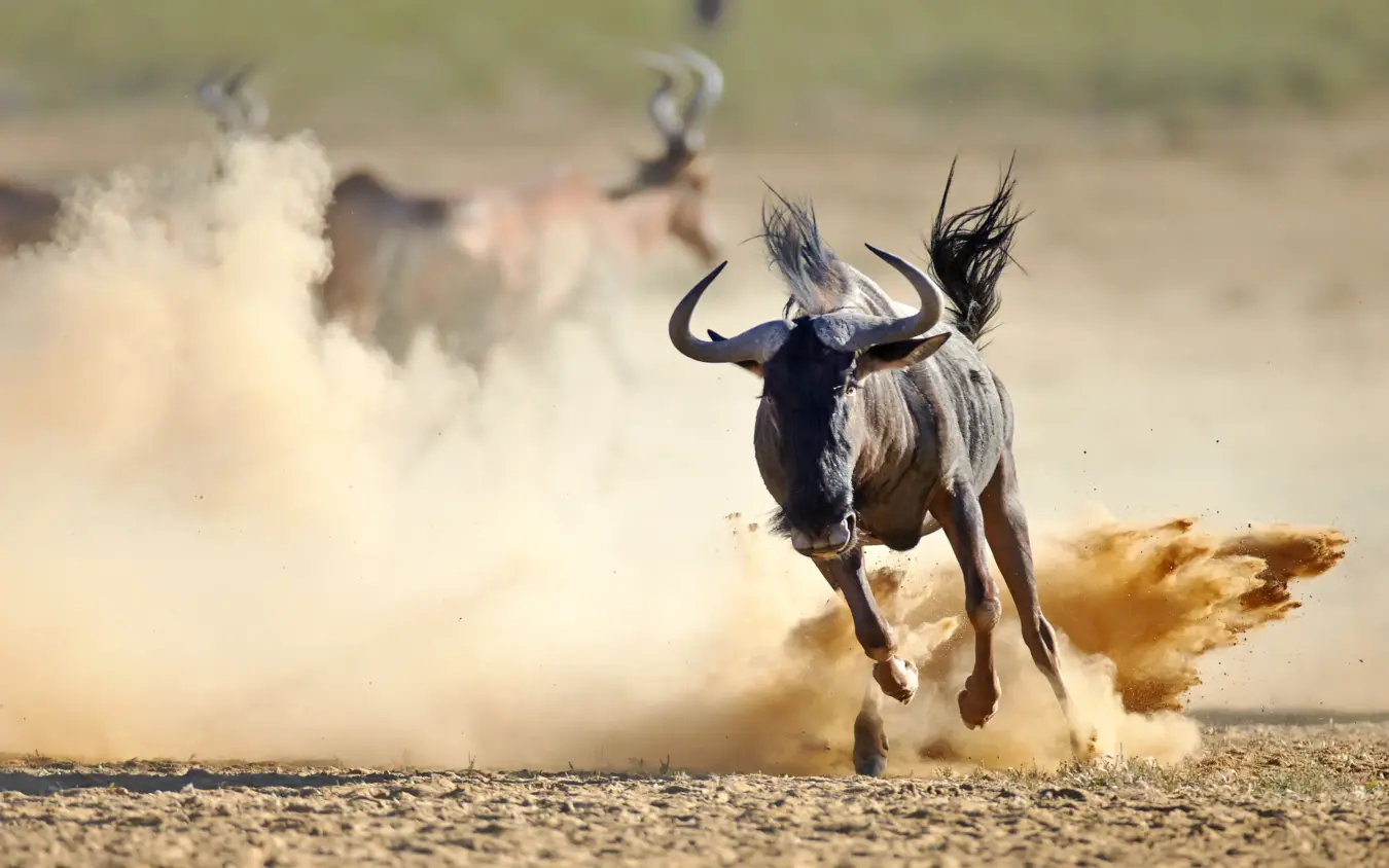 Wildebeest running through dust cloud on savanna