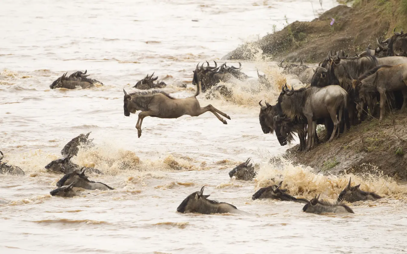Wildebeest herd crossing river with splashing water
