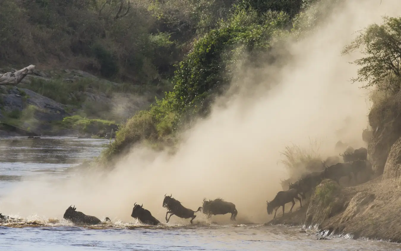 Wildebeest crossing river through dust cloud
