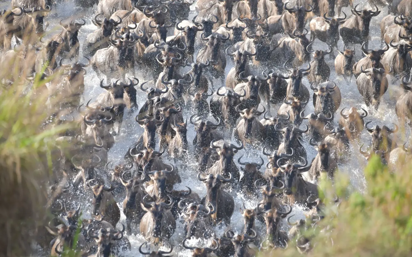 Large herd of wildebeest crossing water during migration