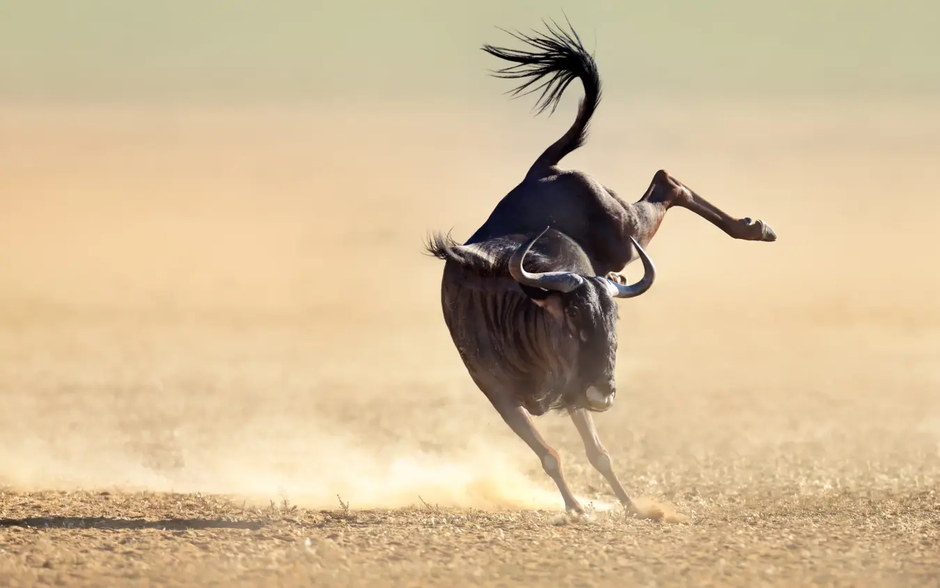 Wildebeest running through dusty savanna landscape