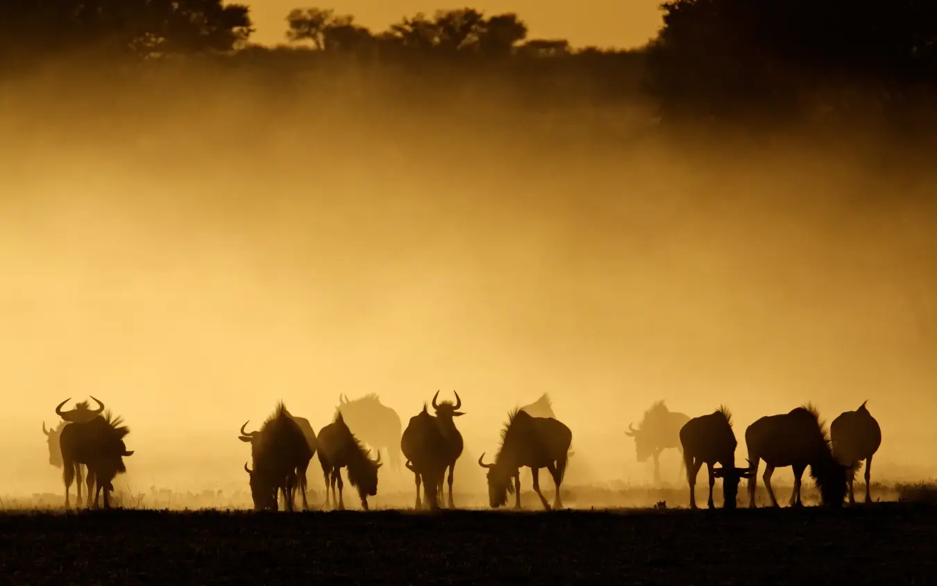 Silhouetted herd of wildebeest in dusty savanna landscape
