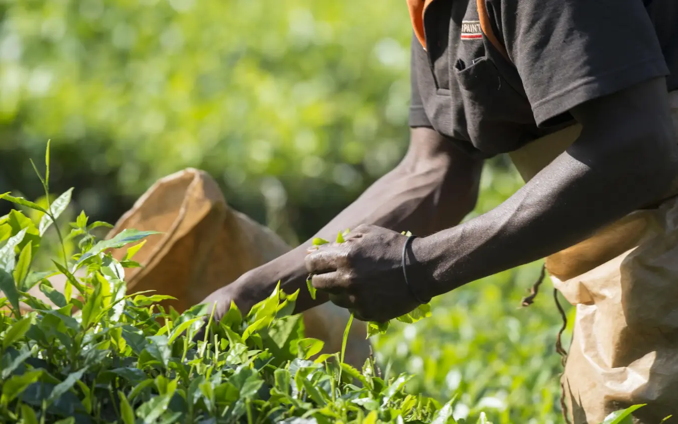 Person harvesting or selecting tea leaves in garden, Bwindi Lodge, Bwindi Impenetrable Forest, Uganda