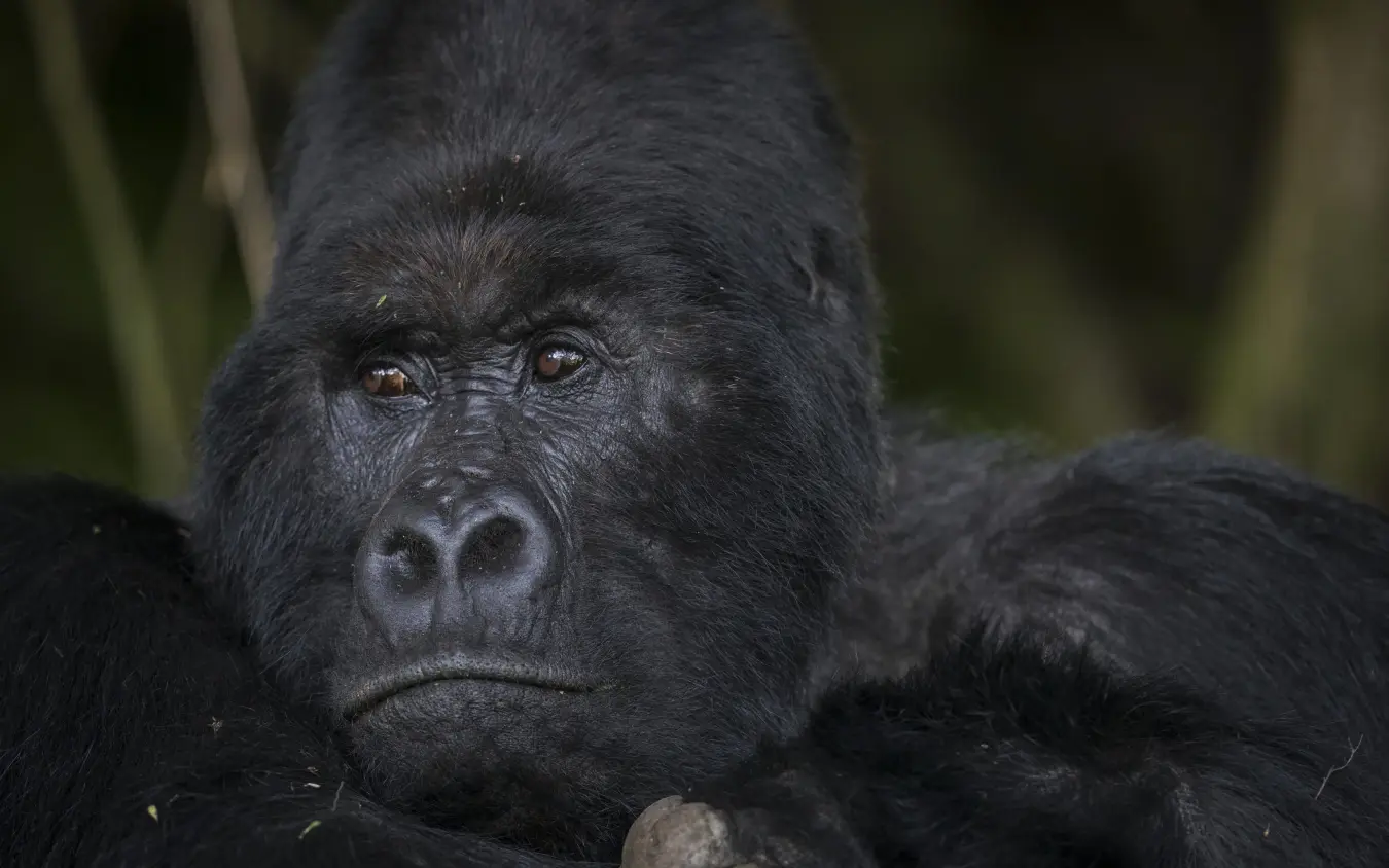 Close portrait of a gorilla looking directly at camera, Bwindi Lodge, Bwindi Impenetrable Forest, Uganda