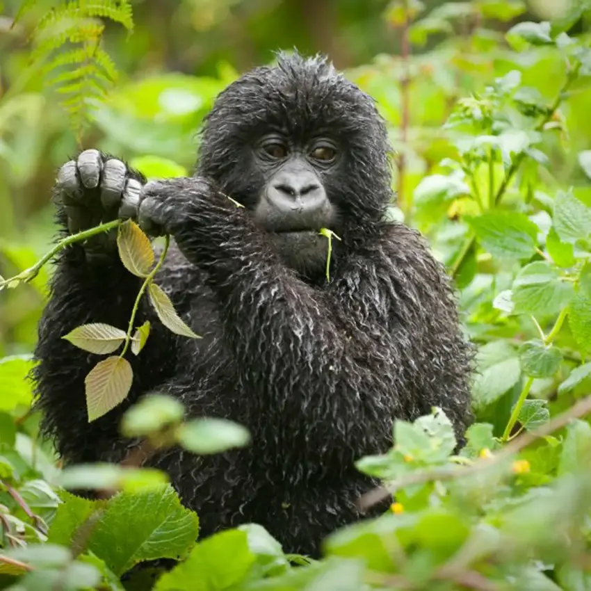 Young gorilla feeding on vegetation in dense forest, Bwindi Lodge, Bwindi Impenetrable Forest, Uganda