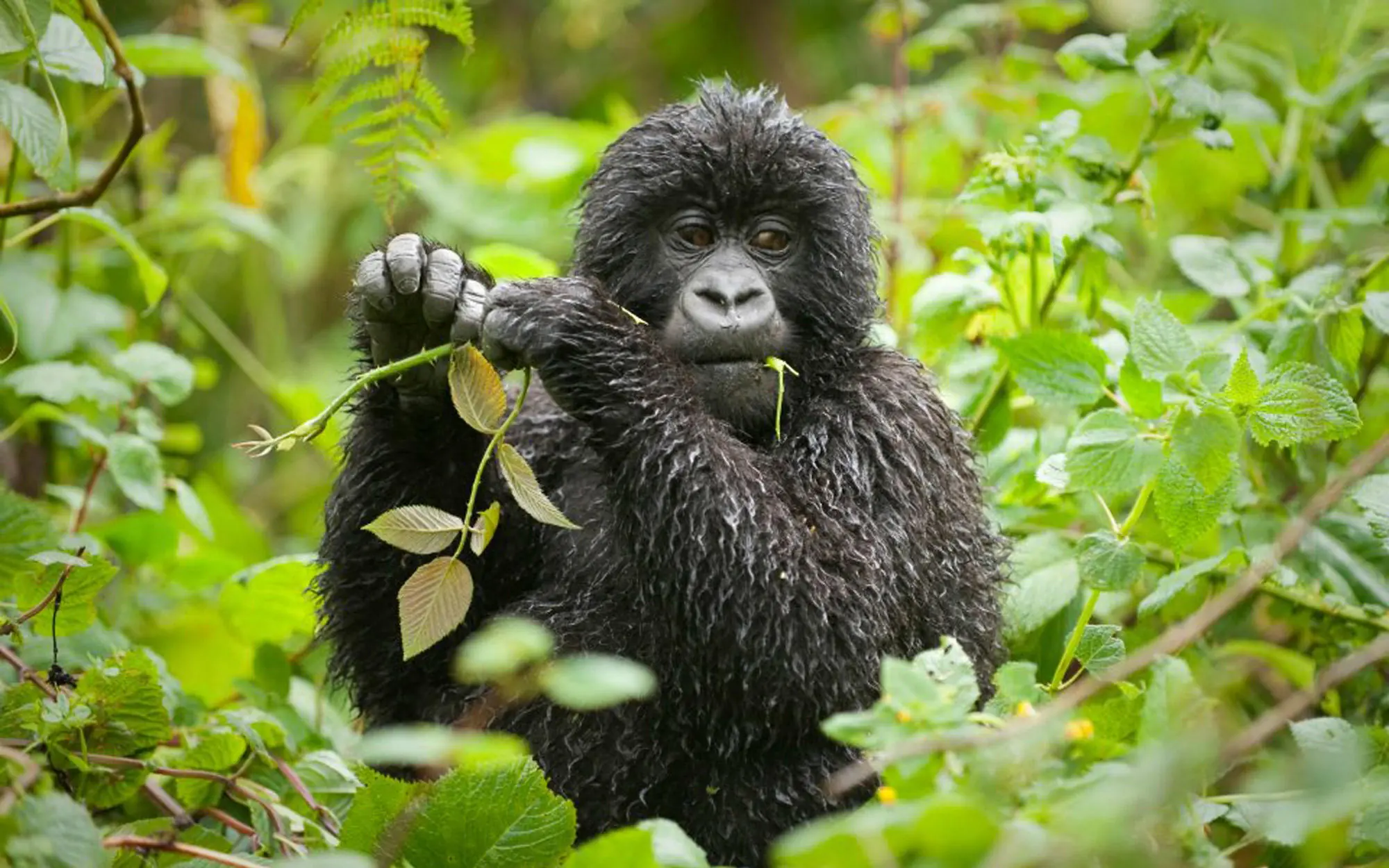 Young gorilla feeding on vegetation in dense forest, Bwindi Lodge, Bwindi Impenetrable Forest, Uganda
