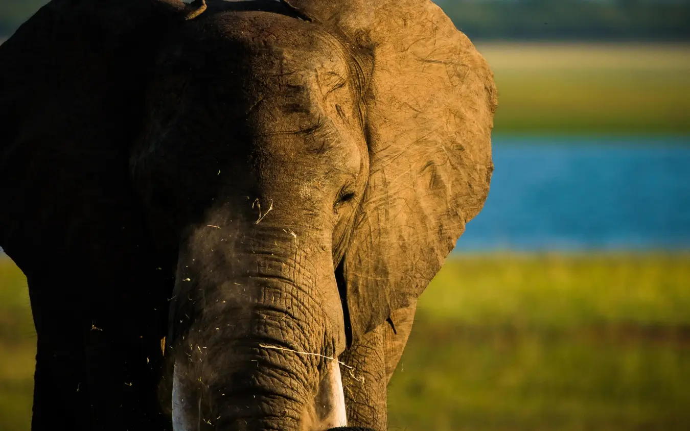 African elephant with ivory tusks near water and grassland, Changa Safari Camp, Matusadona National Park, Zimbabwe
