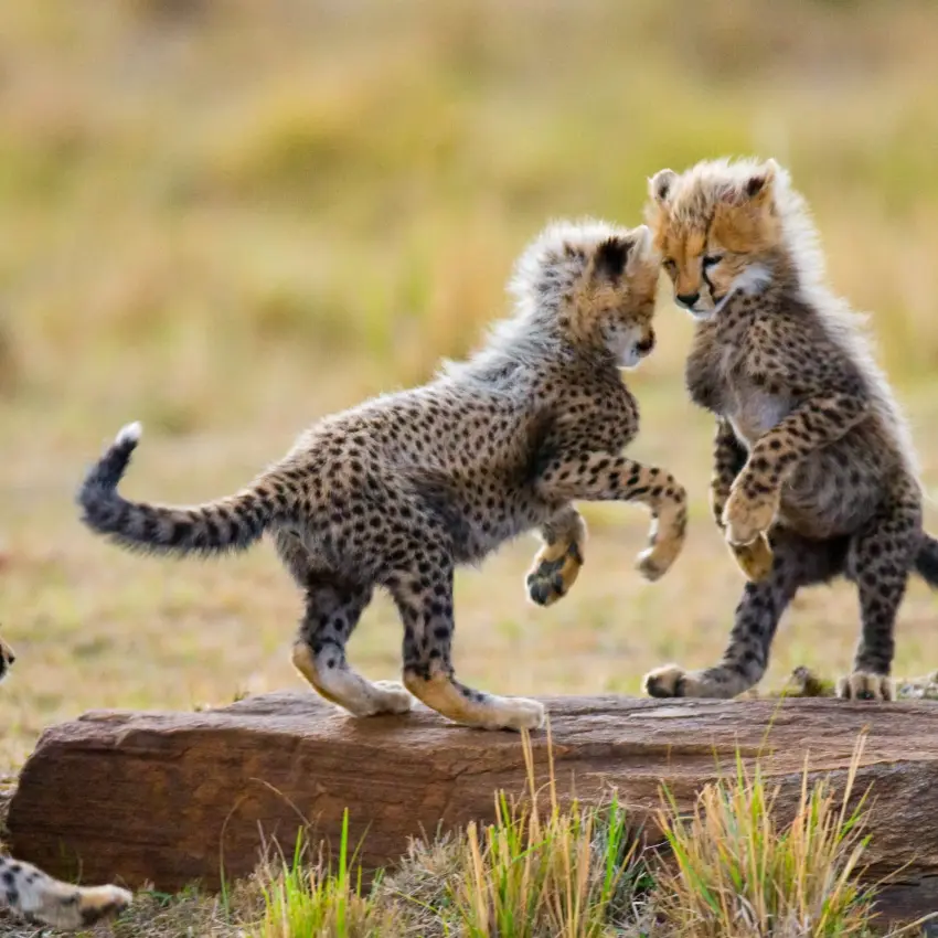 Two young cheetah cubs playing together on log