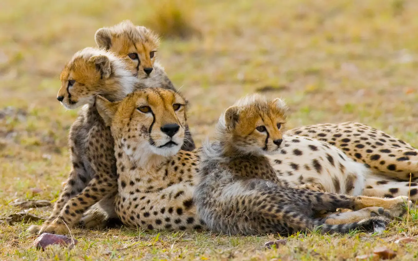 Female cheetah resting with three cubs on savanna grass