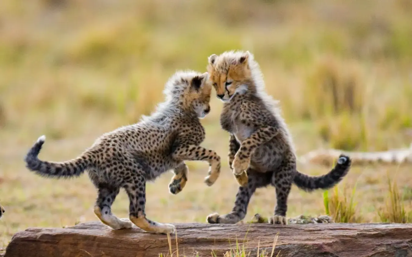 Two cheetah cubs play-fighting on a fallen log in grassland