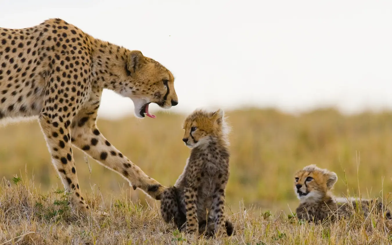 Mother cheetah with two young cubs in grassland