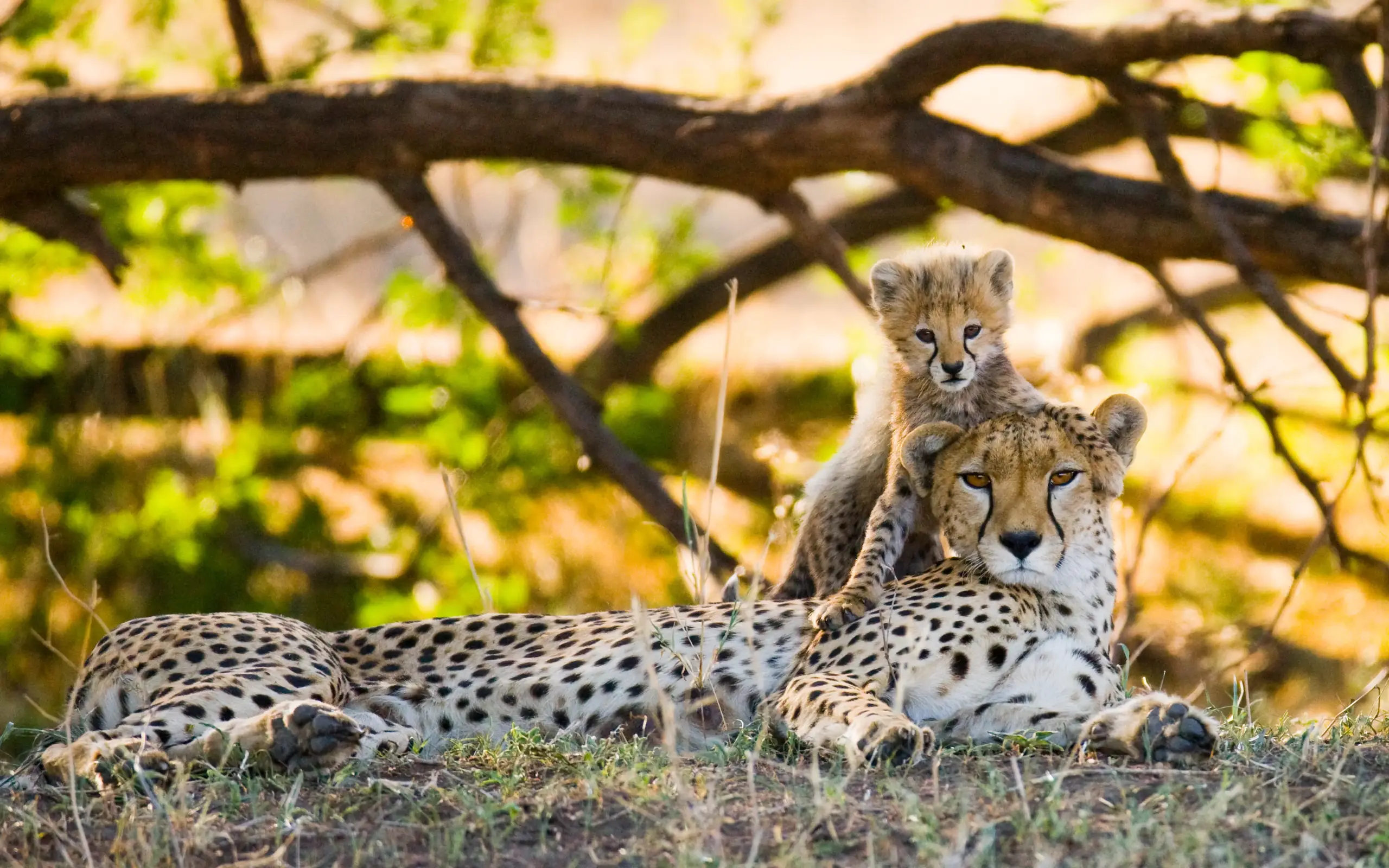 Cheetah mother resting with cub on savanna grass