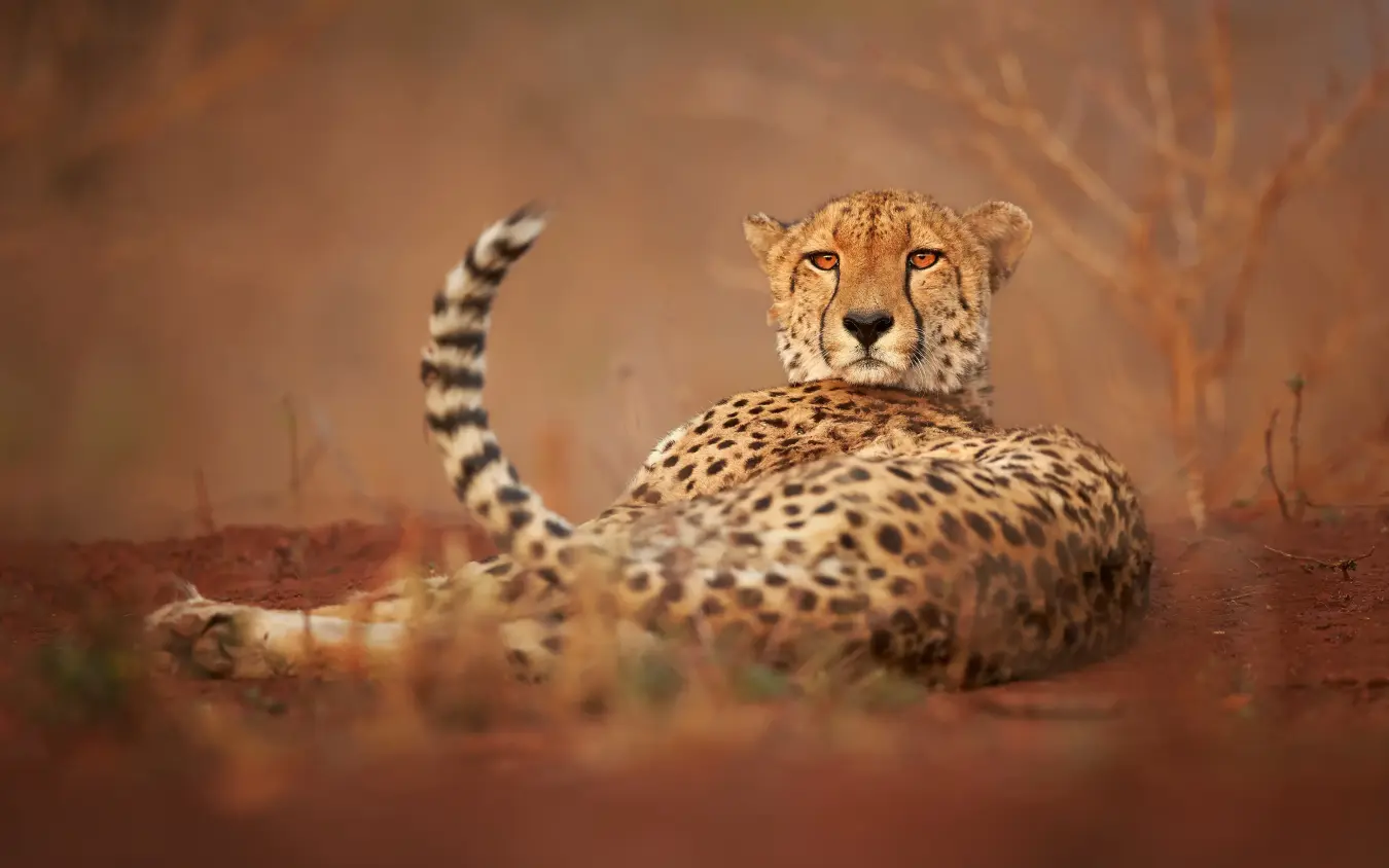 Cheetah resting on sandy ground with raised tail