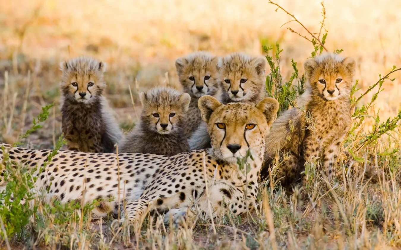 Mother cheetah with five cubs in grassland