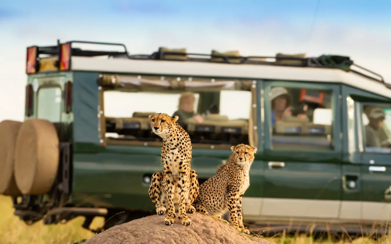 Two cheetahs on rock with safari vehicle behind