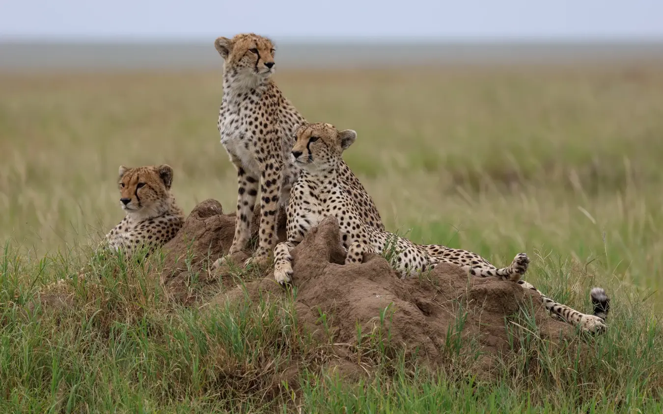 Mother cheetah with three cubs on termite mound