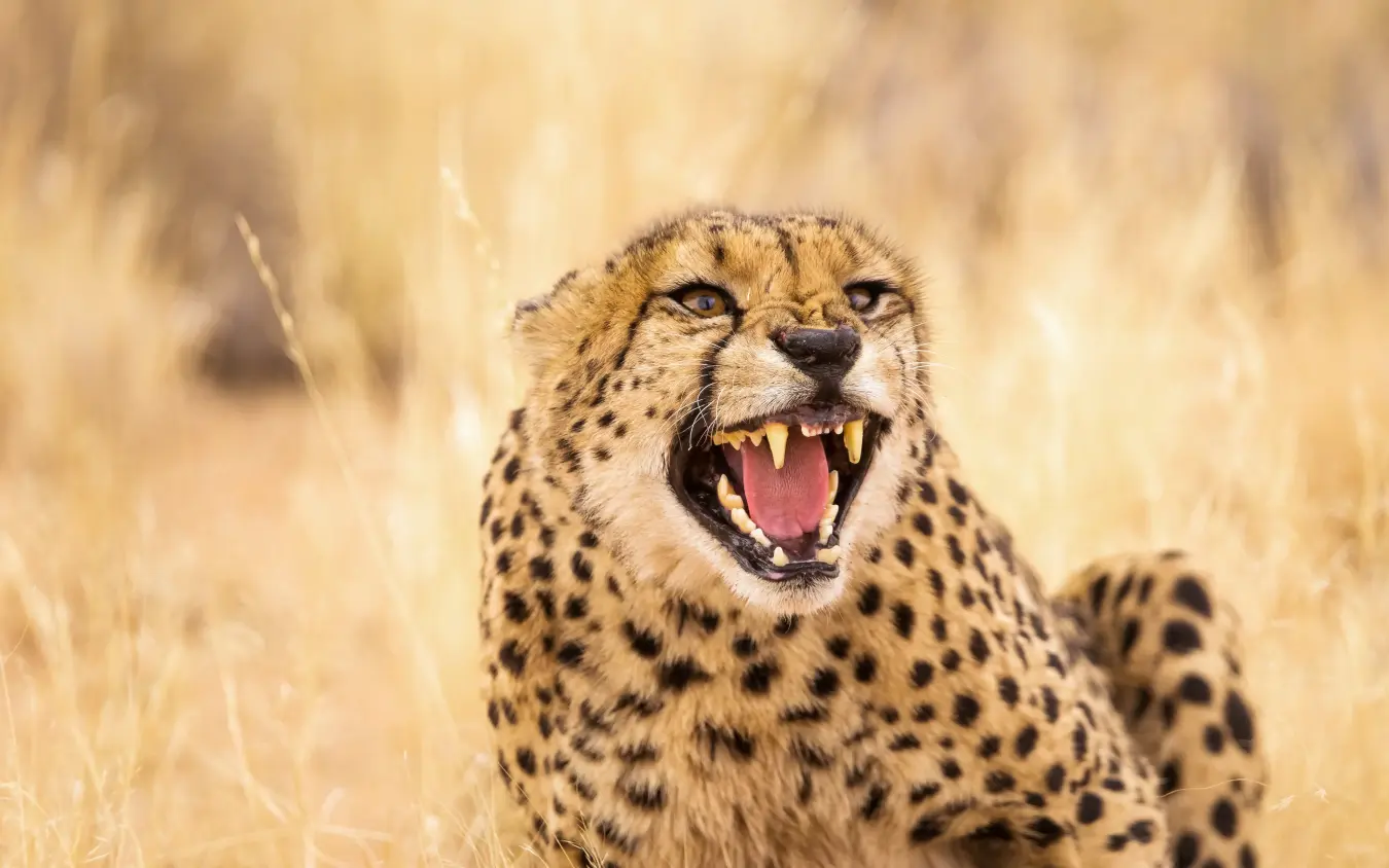 Cheetah with open mouth showing teeth in savanna grass