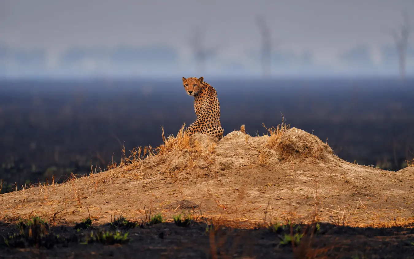 Leopard standing alert on sandy mound in savanna