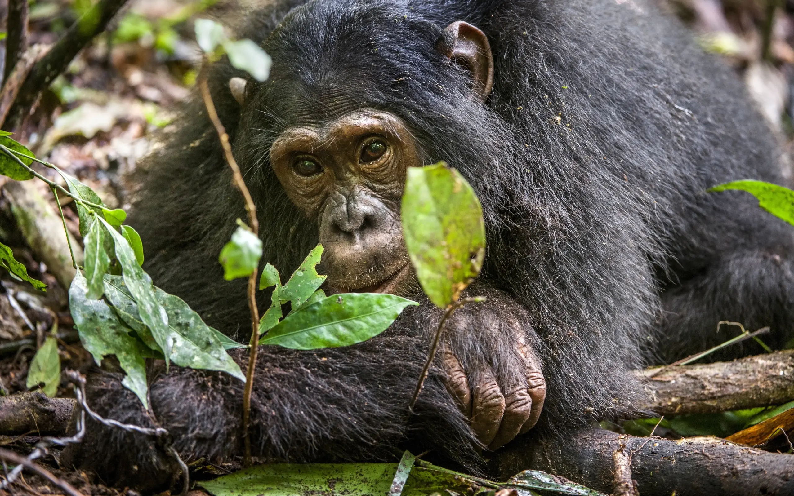 Chimpanzee resting on forest floor among green leaves in Uganda
