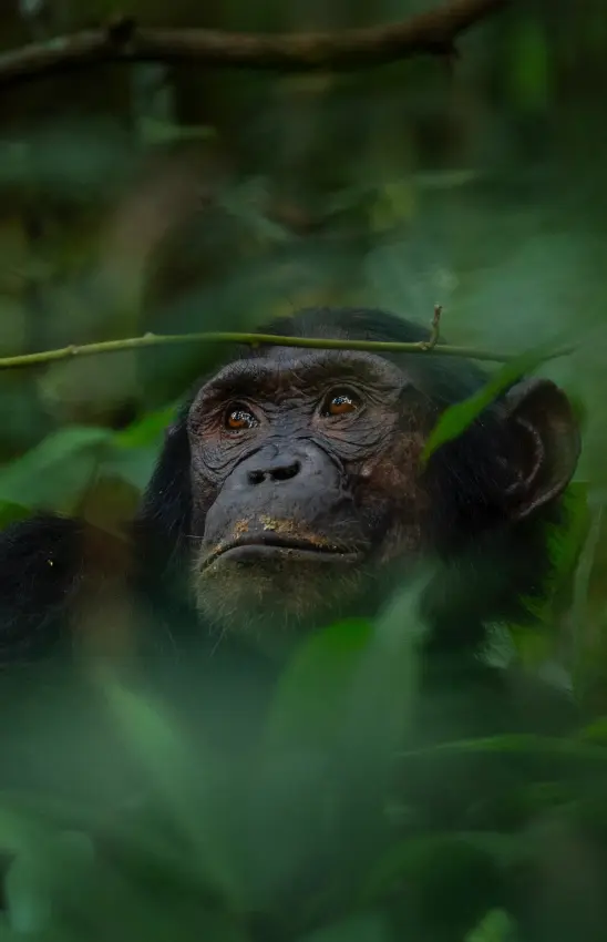 Chimpanzee peers through dense green rainforest foliage holding a branch