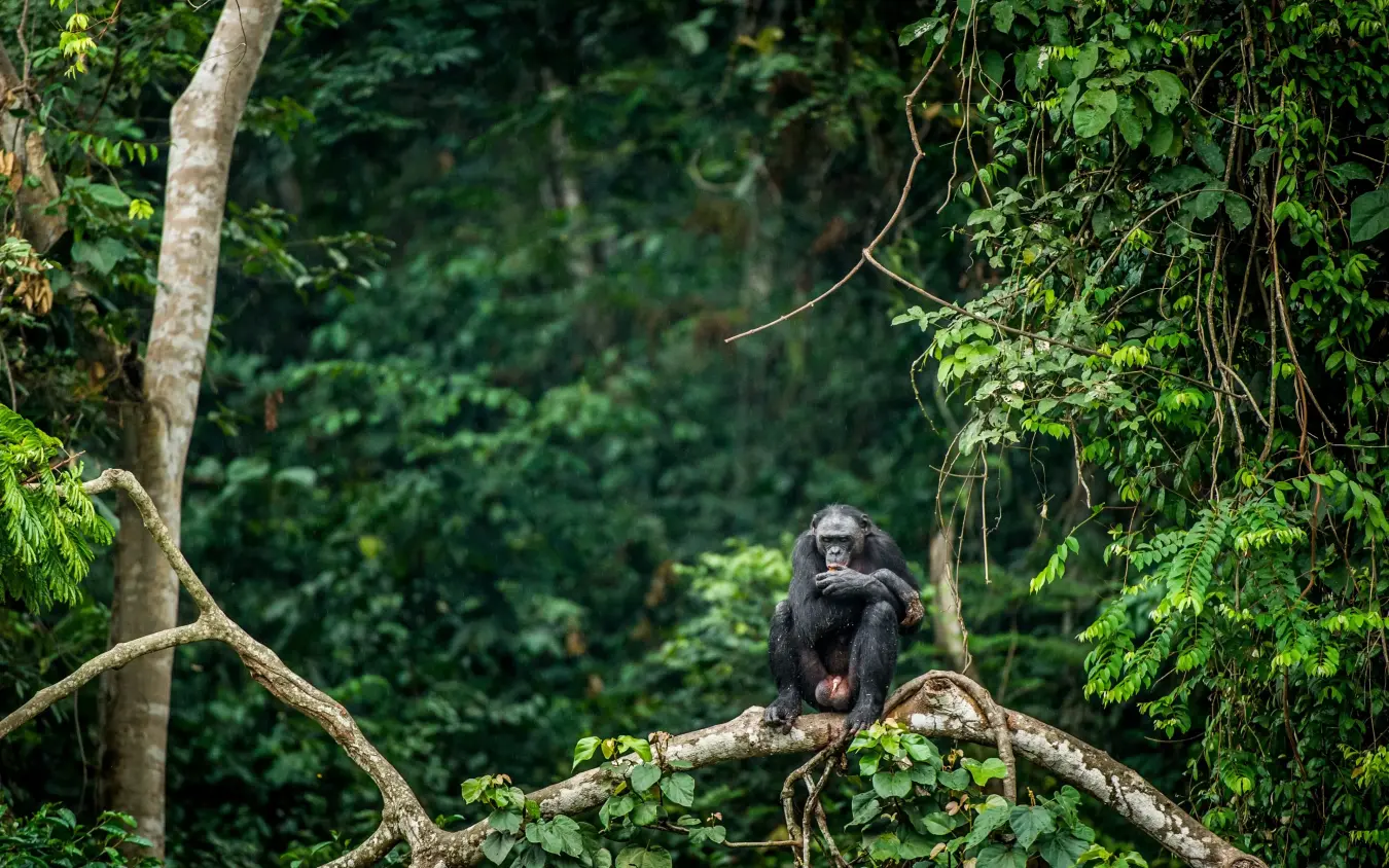 Chimpanzee sitting on branch in dense rainforest canopy
