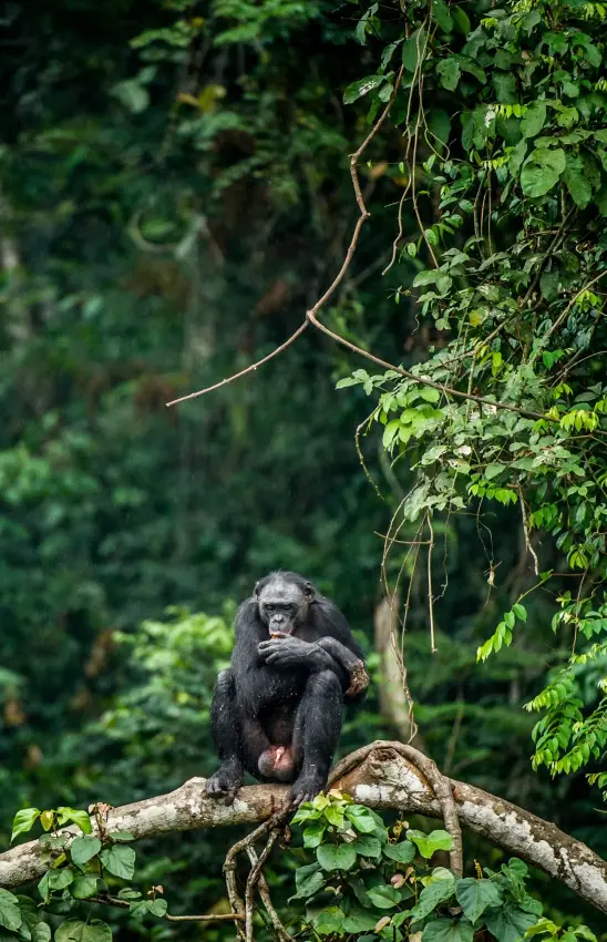 Chimpanzee sitting on branch in dense rainforest canopy