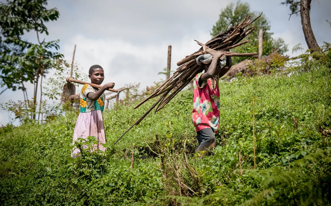 Two children carrying firewood through lush green vegetation, Clouds Mountain Gorilla Lodge, Bwindi Impenetrable Forest, Uganda