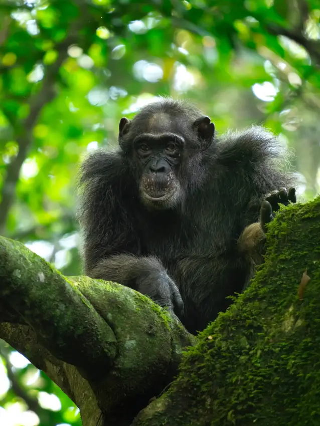Chimpanzee perched on moss-covered tree branch in forest