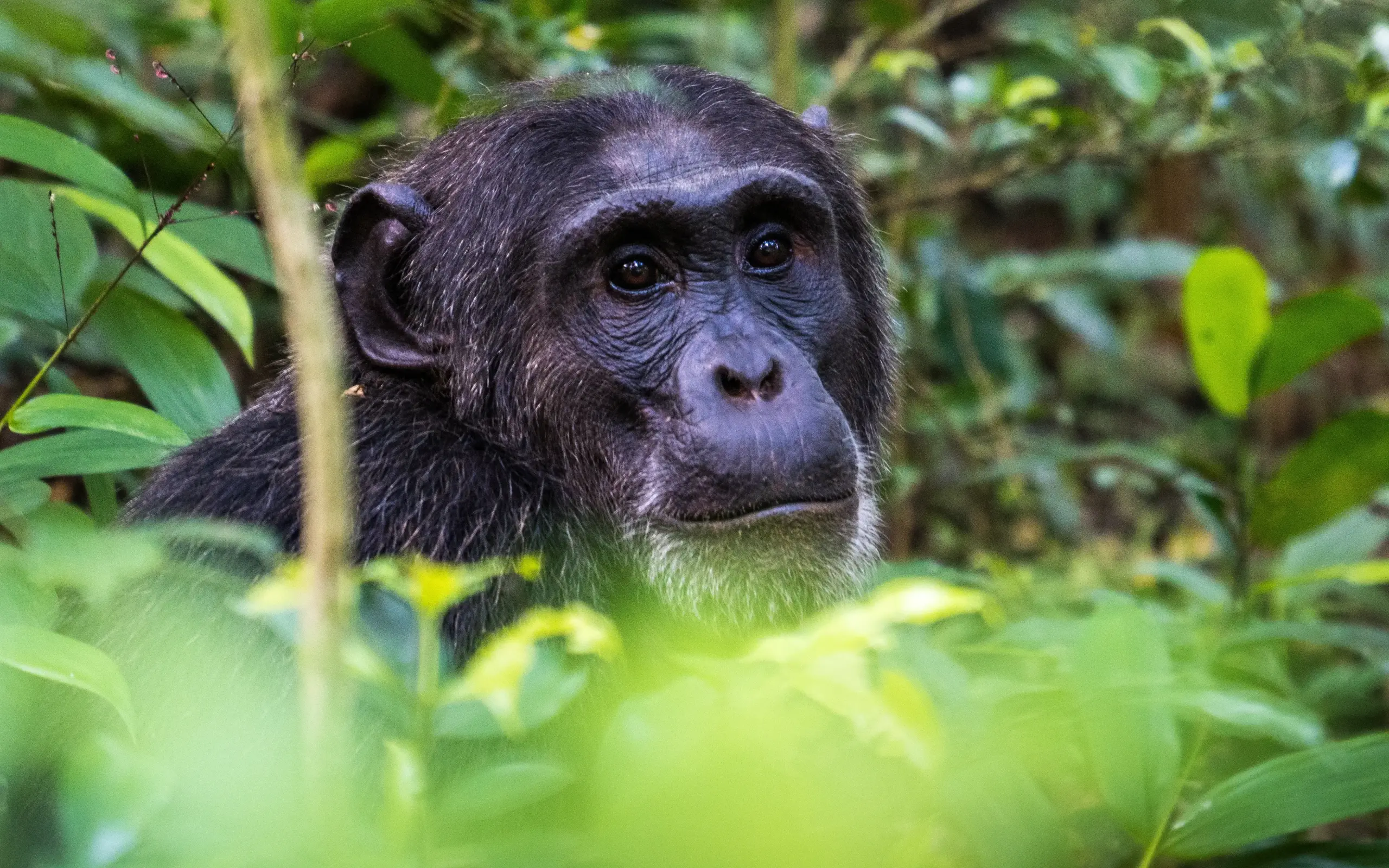 Young chimpanzee peering through dense green forest vegetation