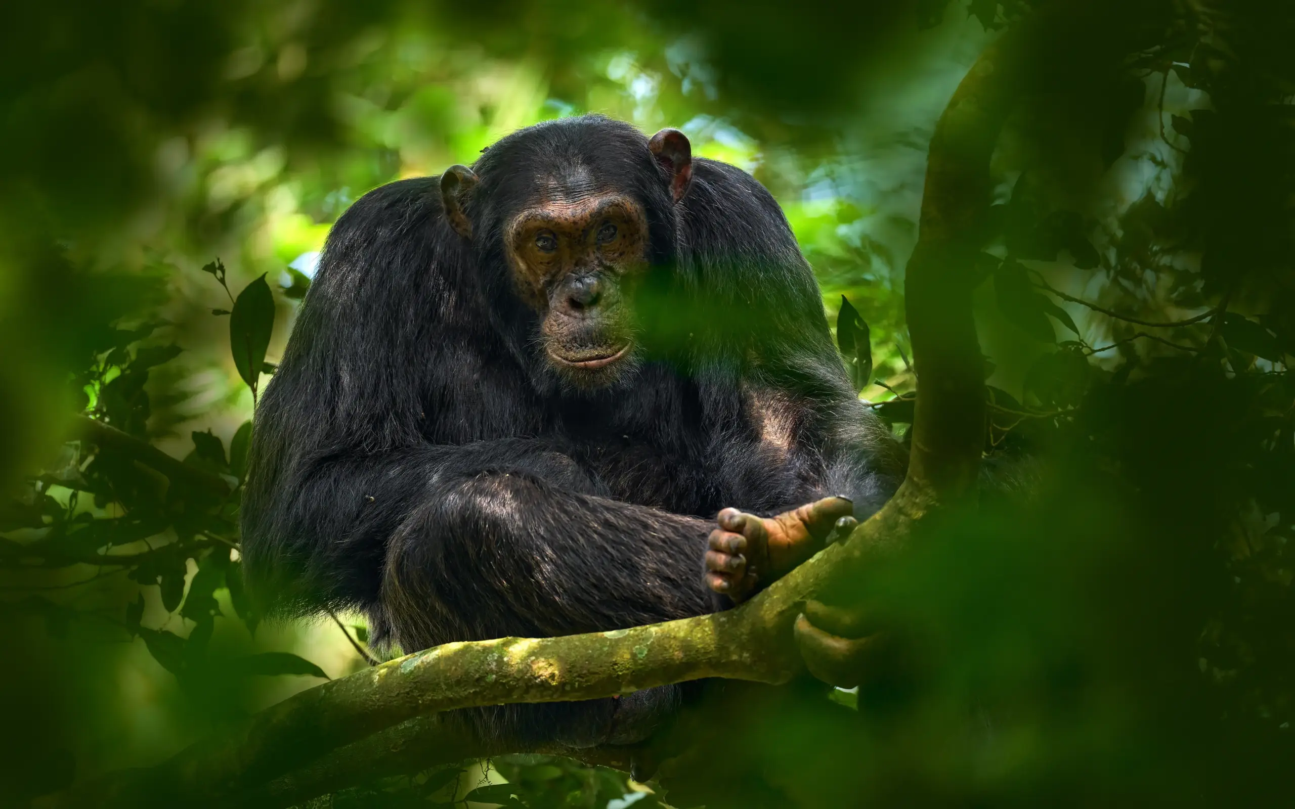 Chimpanzee sitting on branch holding food