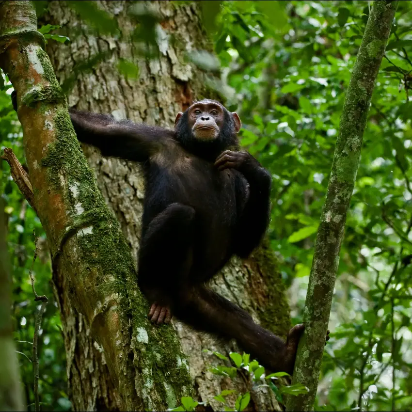Chimpanzee climbing moss-covered tree in dense forest