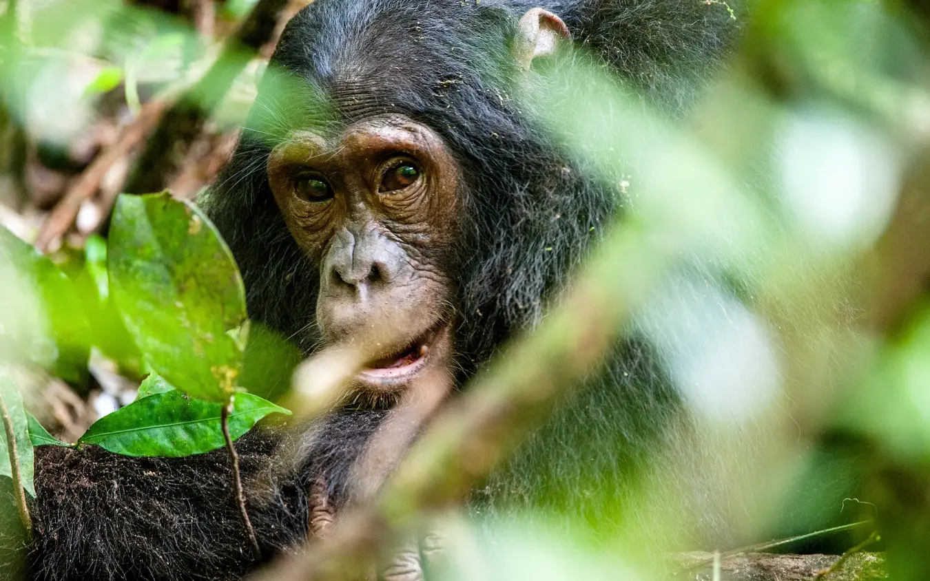 Young chimpanzee among leafy branches in forest