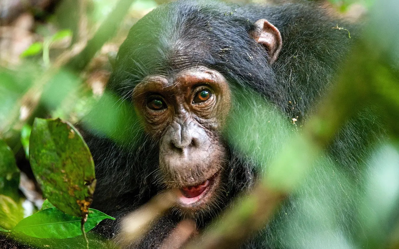 Close-up portrait of chimpanzee among green foliage