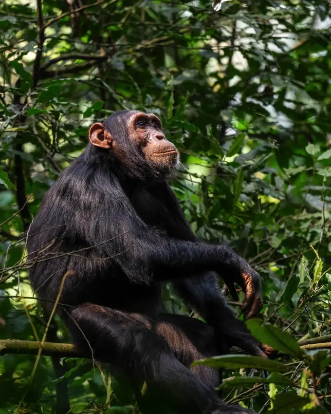 Chimpanzee sitting in tree branches surrounded by foliage