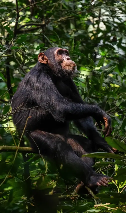 Chimpanzee sitting in tree branches surrounded by foliage