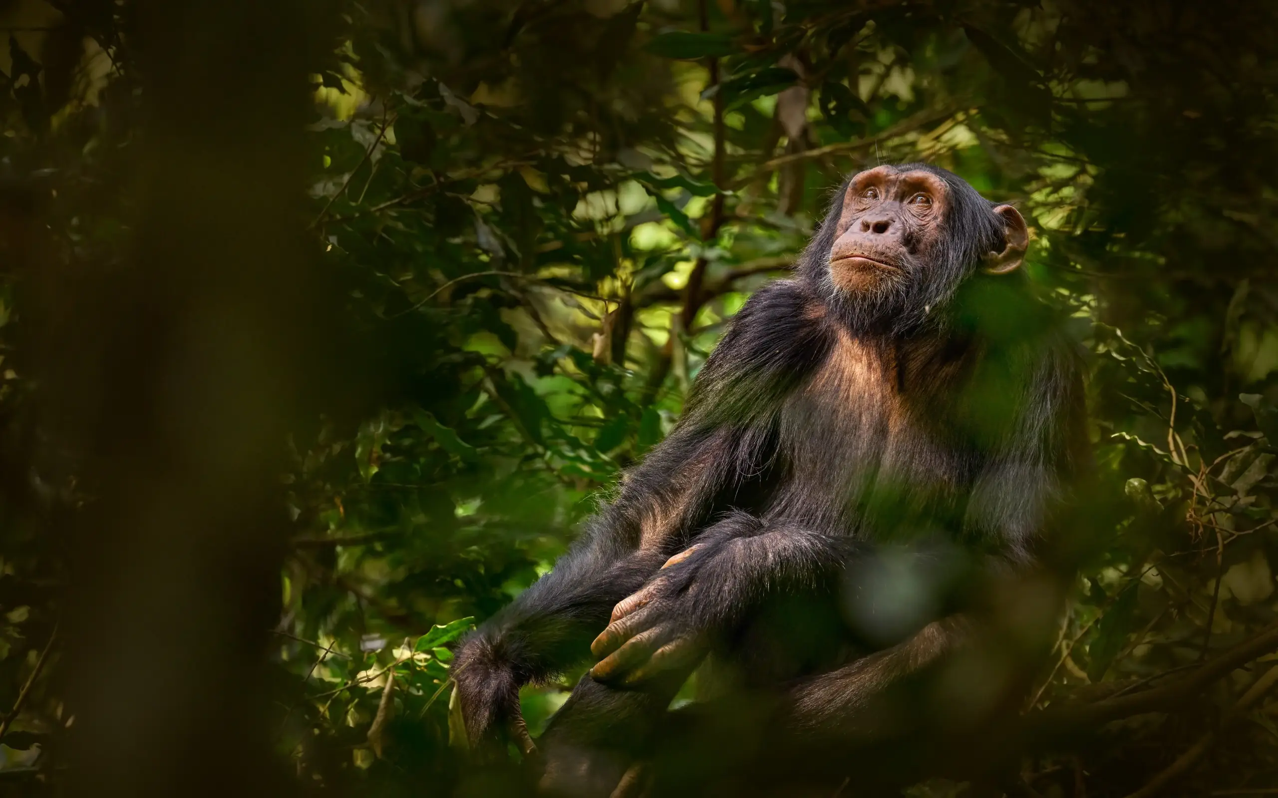 Chimpanzee sitting among green forest foliage and branches