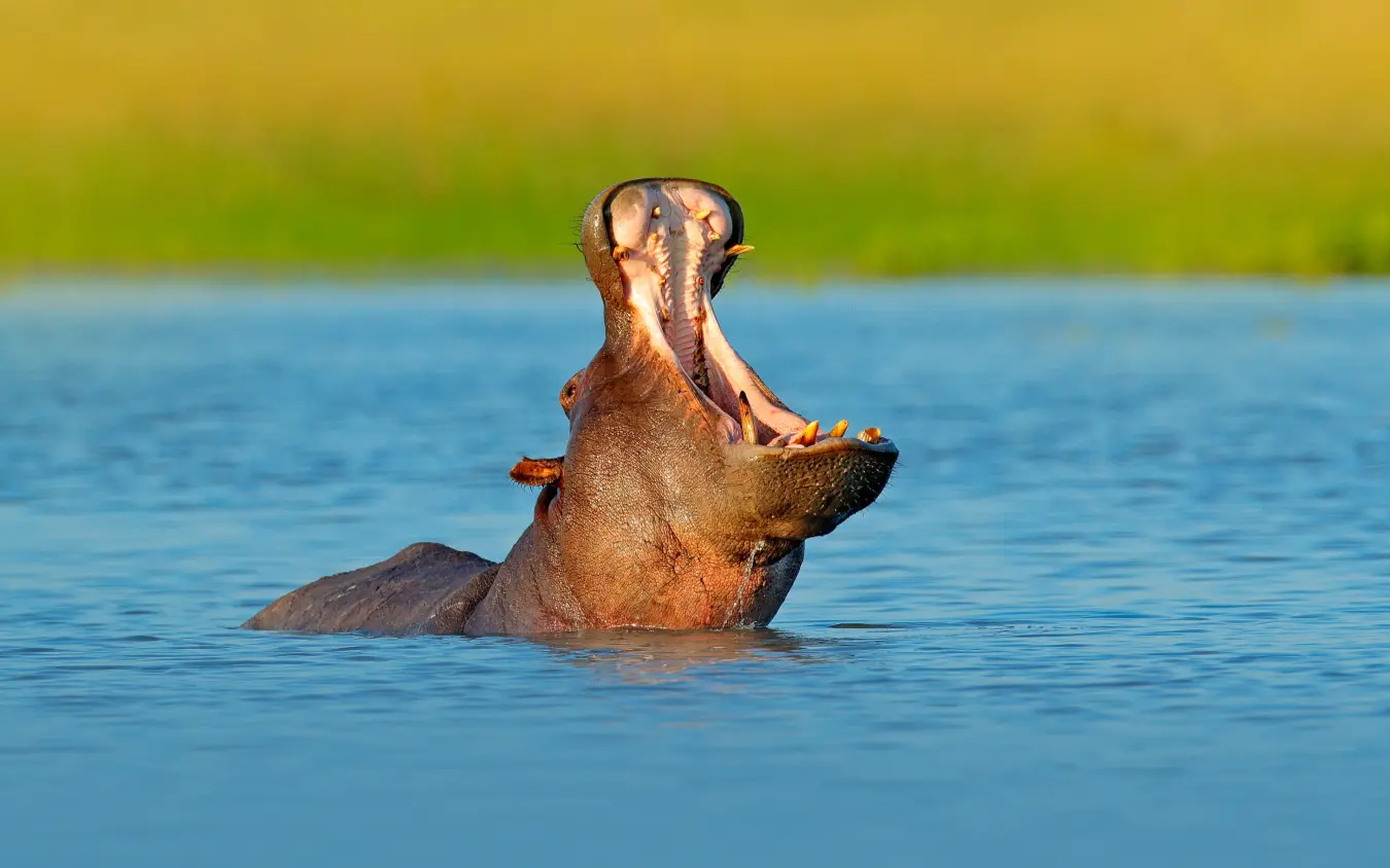 Hippopotamus with open mouth in water
