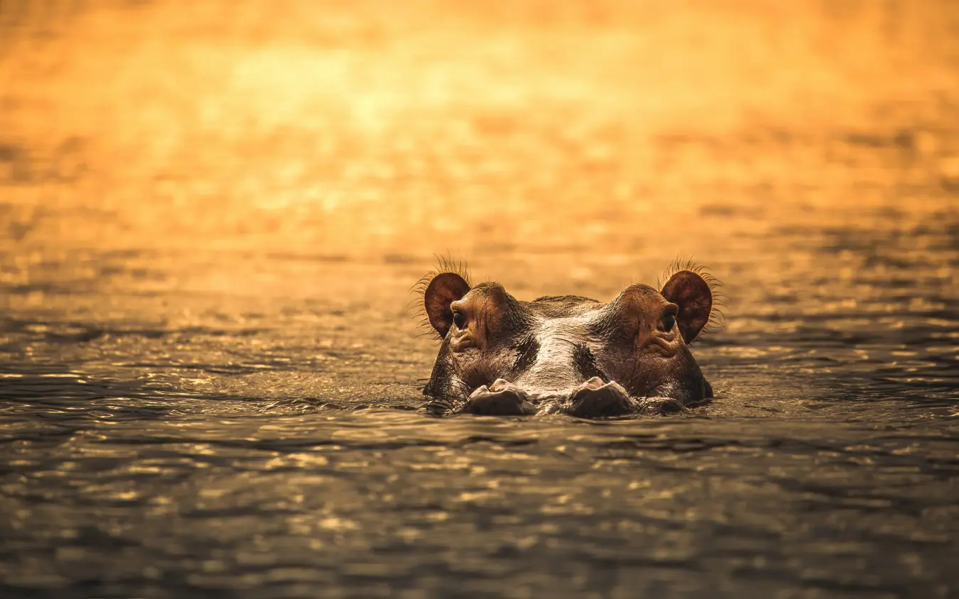 Hippopotamus partially submerged in golden water at sunset