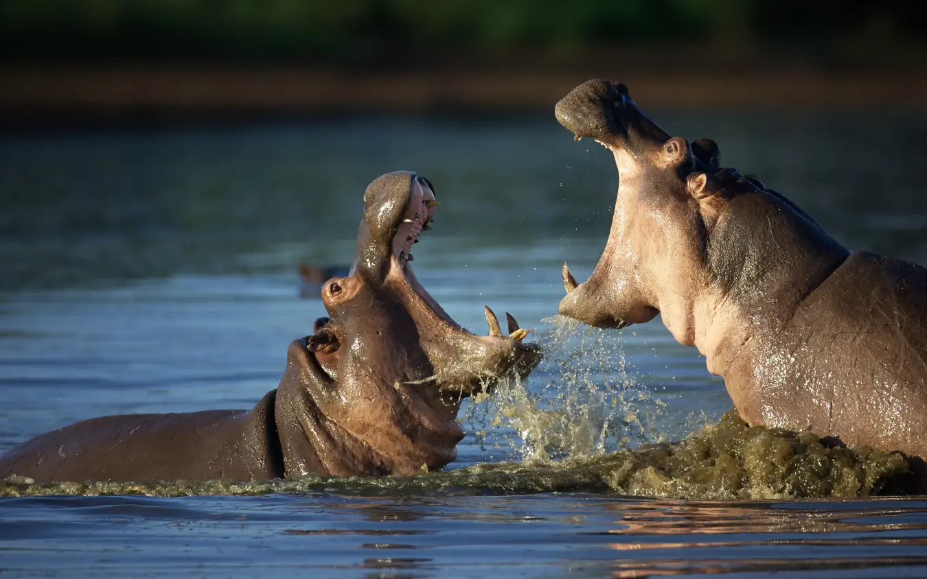 Two hippopotamuses interacting in river water