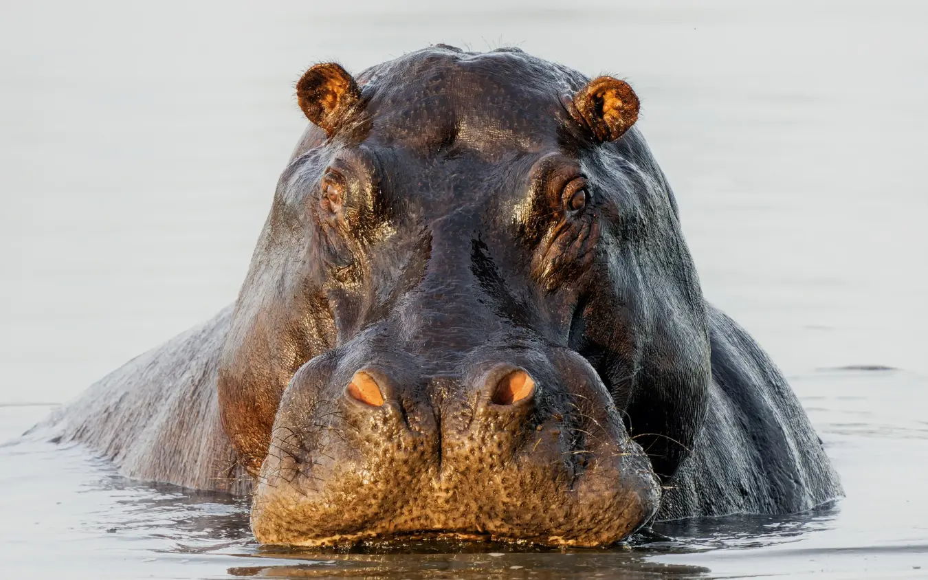 Hippopotamus emerging from water with head raised