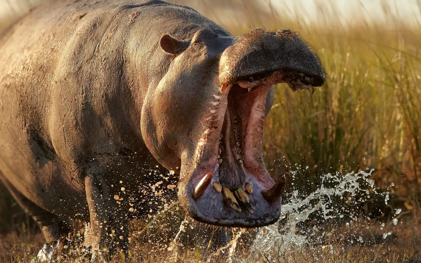 Hippopotamus with open mouth in shallow water