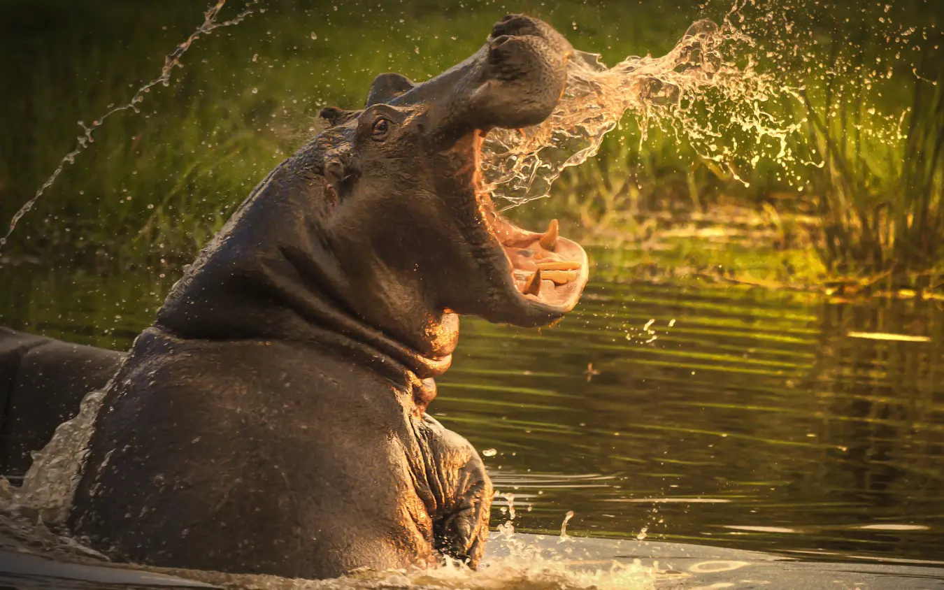 Hippopotamus with open mouth splashing in river water